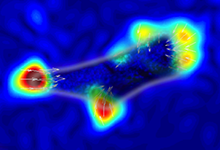 Traction Force Microscopy