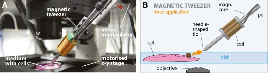 Magnetic Tweezer